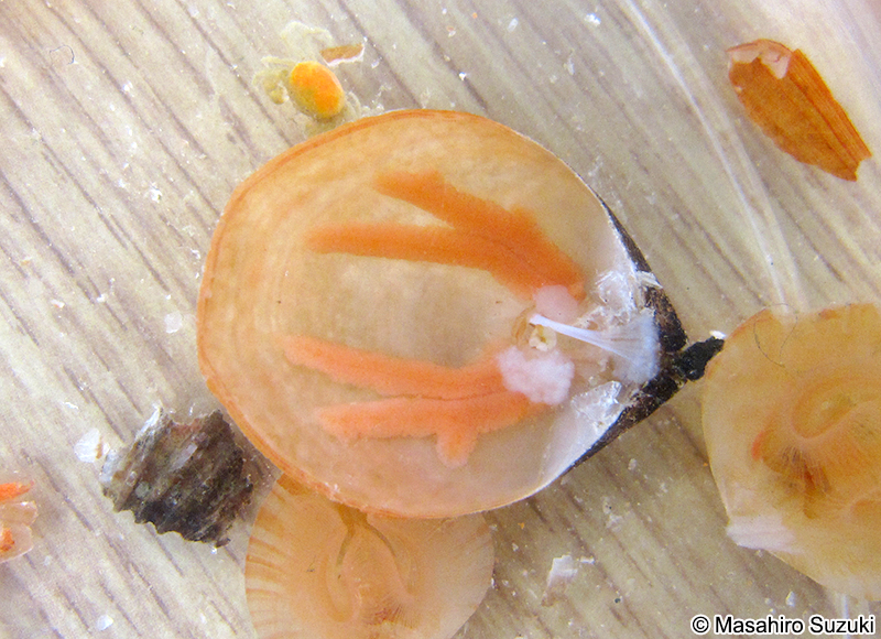 ホオズキチョウチン Laqueus rubellus