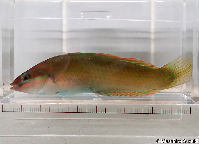 ホンベラ Halichoeres tenuispinis