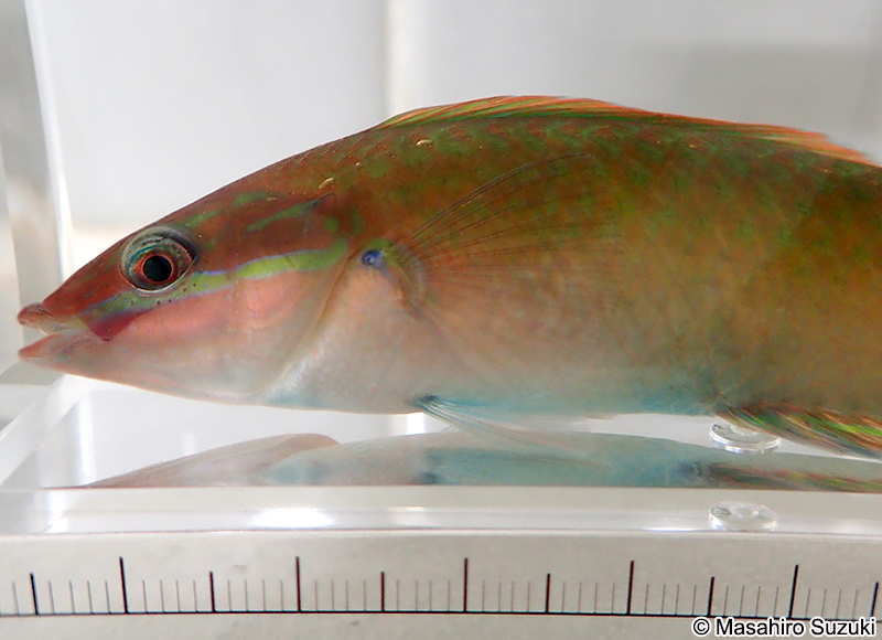 ホンベラ Halichoeres tenuispinis