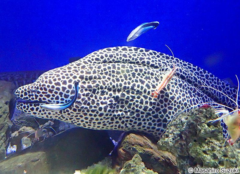 ホンソメワケベラ Labroides dimidiatus