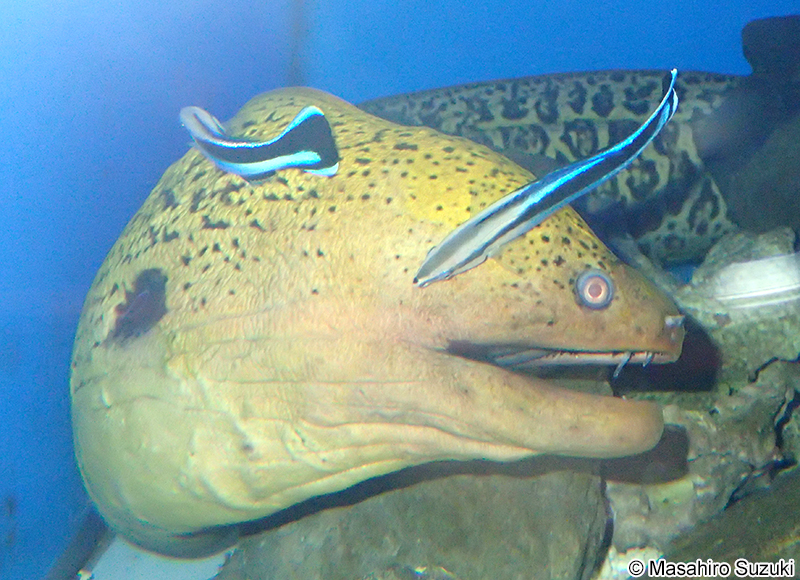 ホンソメワケベラ Labroides dimidiatus