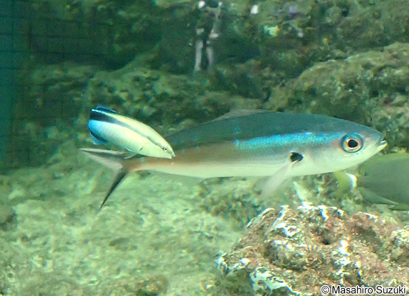 ホンソメワケベラ Labroides dimidiatus