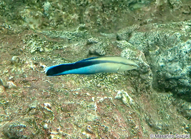 ホンソメワケベラ Labroides dimidiatus