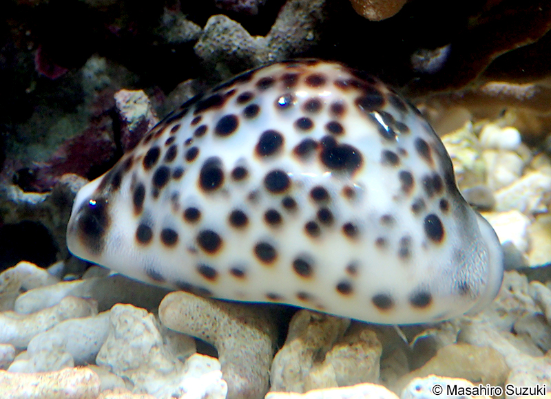 ホシダカラ Cypraea tigris