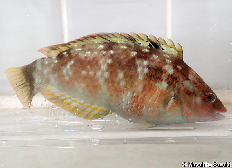 ホシササノハベラ Pseudolabrus sieboldi