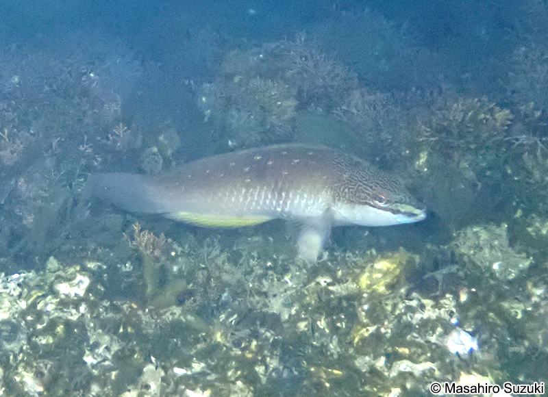ホシササノハベラ Pseudolabrus sieboldi