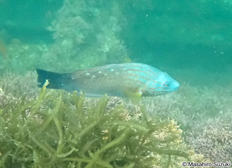 ホシササノハベラ Pseudolabrus sieboldi