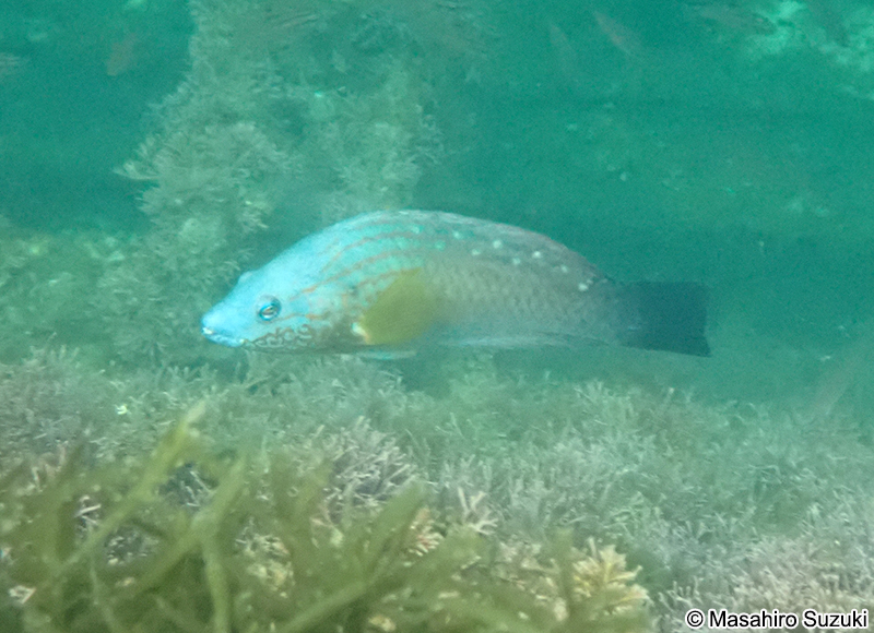 ホシササノハベラ Pseudolabrus sieboldi