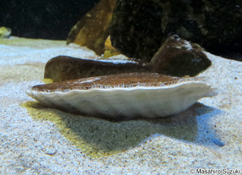 ホタテガイ Mizuhopecten yessoensis
