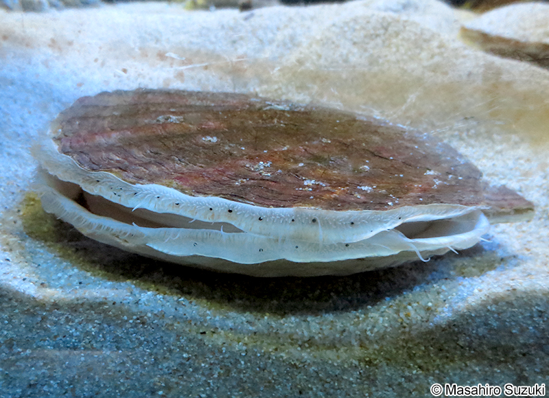 ホタテガイ Mizuhopecten yessoensis