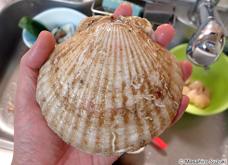 ホタテガイ Mizuhopecten yessoensis