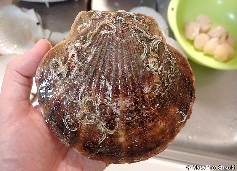 ホタテガイ Mizuhopecten yessoensis