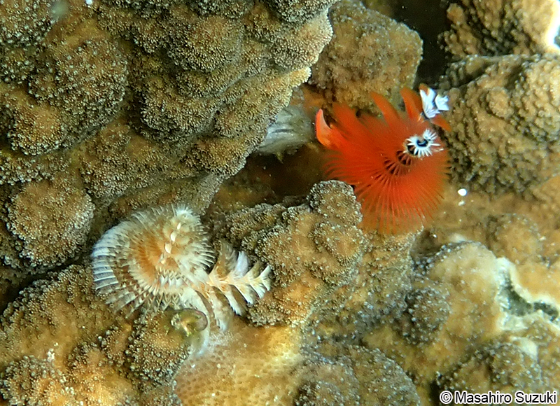 イバラカンザシ Spirobranchus giganteus