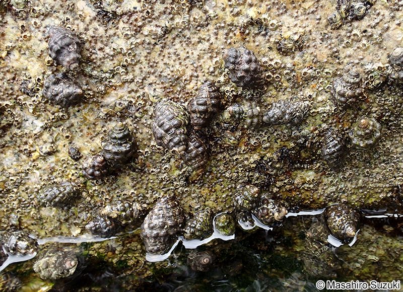 イボニシ Reishia clavigera