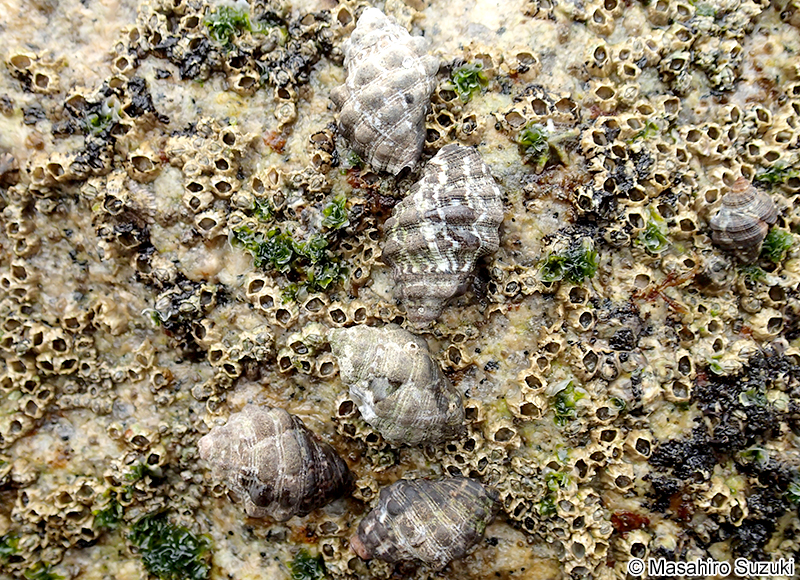 イボニシ Reishia clavigera