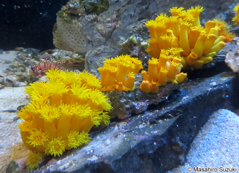 キサンゴ科の1種 Dendrophylliidae sp.