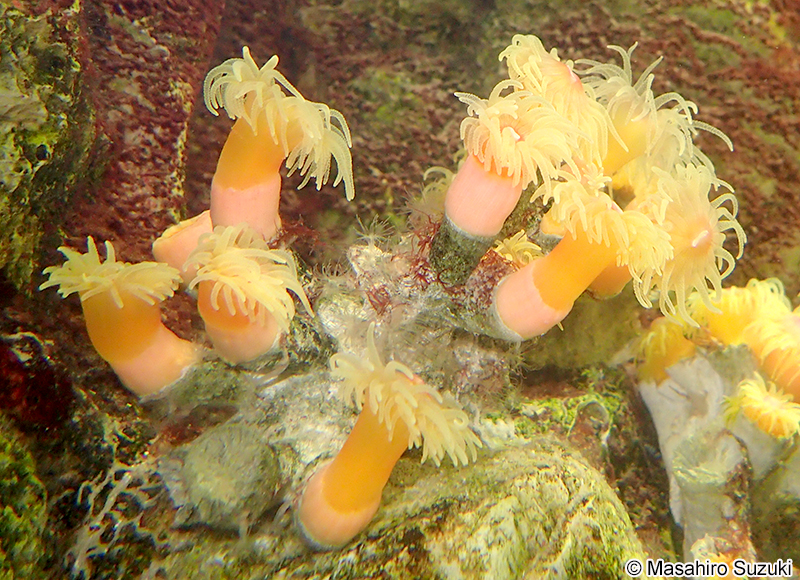 キサンゴ科の1種 Dendrophylliidae sp.