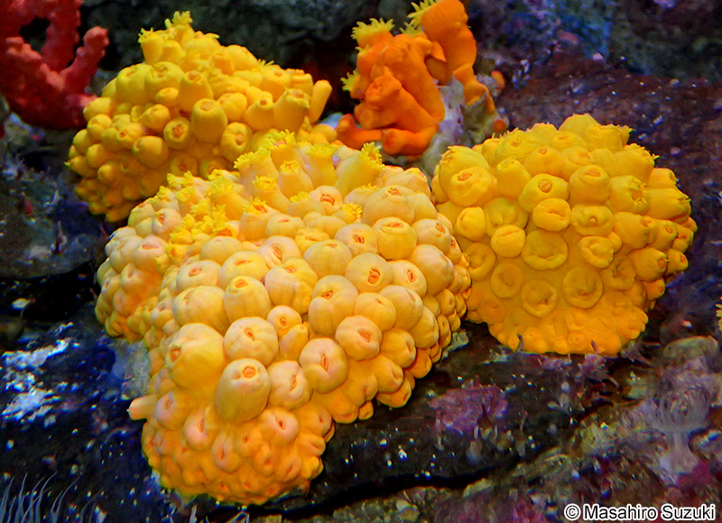 キサンゴ科の1種 Dendrophylliidae sp.