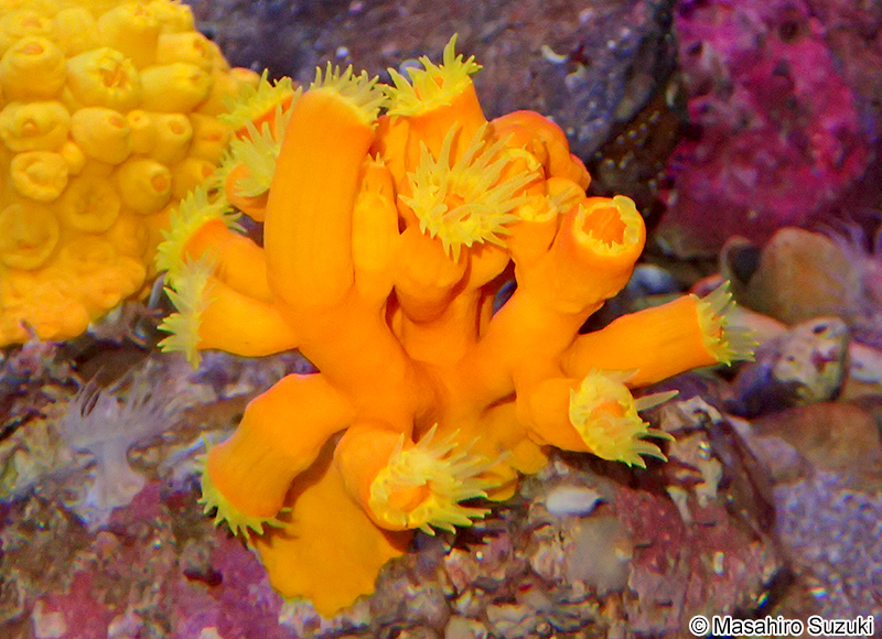 キサンゴ科の1種 Dendrophylliidae sp.