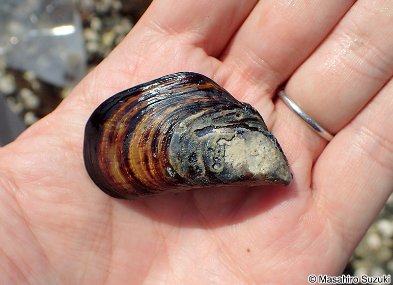 イガイ Mytilus unguiculatus