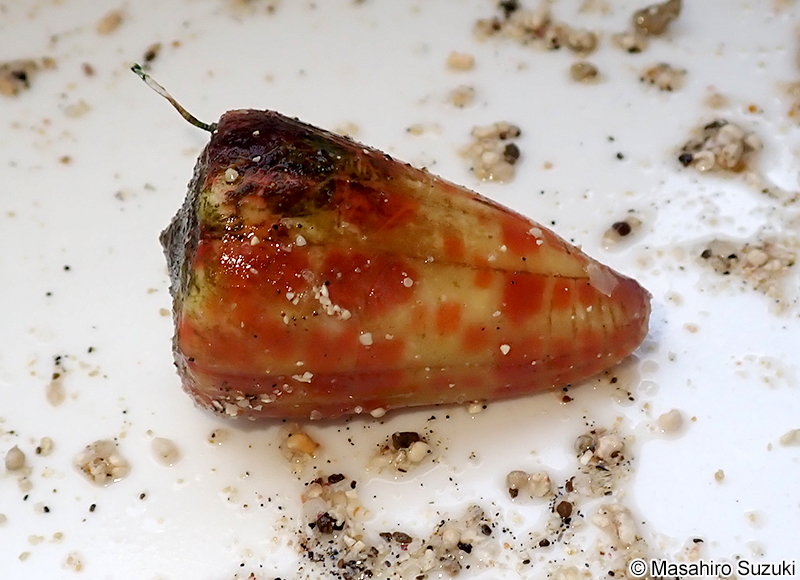 イモガイ科の一種 Conidae sp.