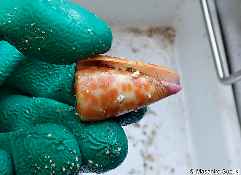 イモガイ科の一種 Conidae sp.