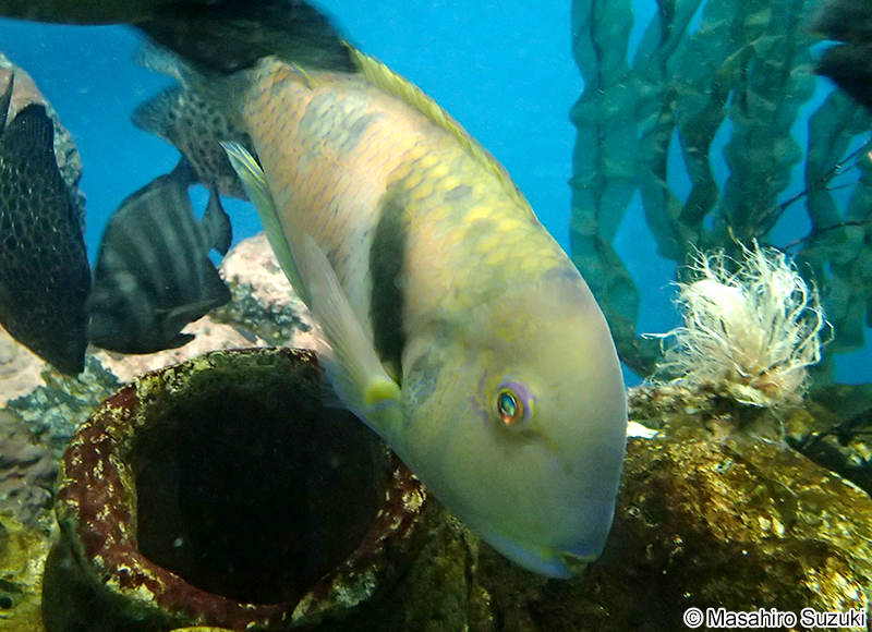 イラ Choerodon azurio