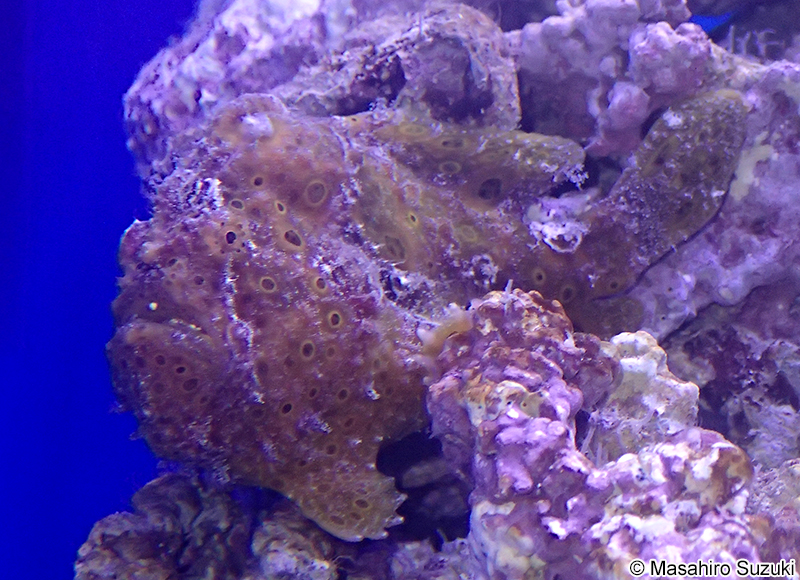 イロカエルアンコウ Antennarius pictus