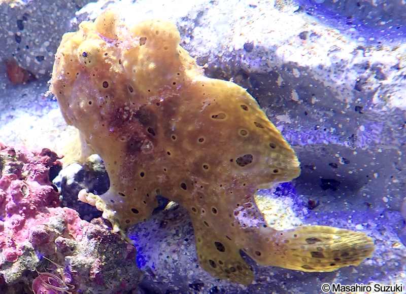 イロカエルアンコウ Antennarius pictus