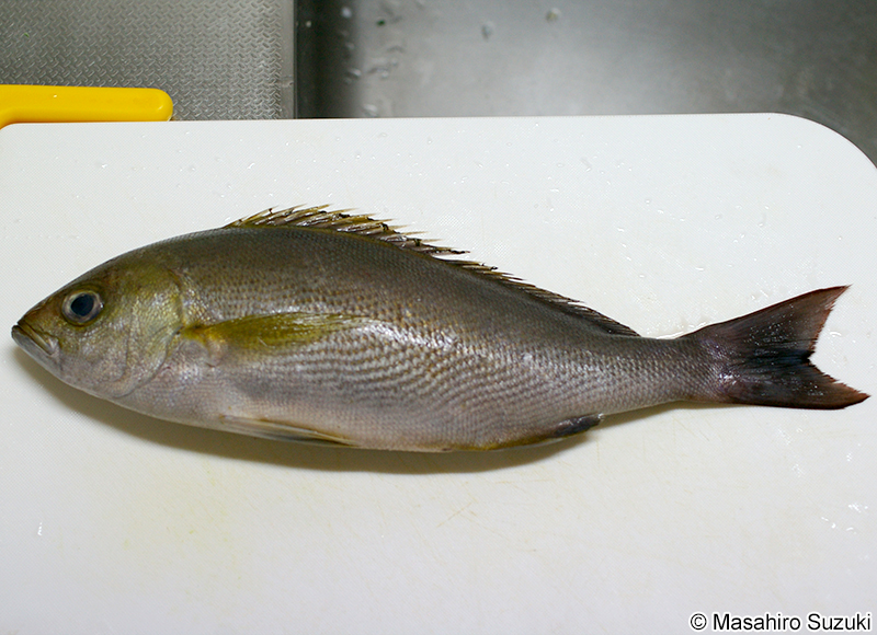 イサキ Parapristipoma trilineatum