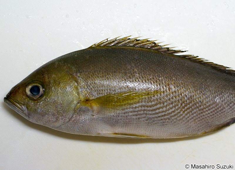 イサキ Parapristipoma trilineatum