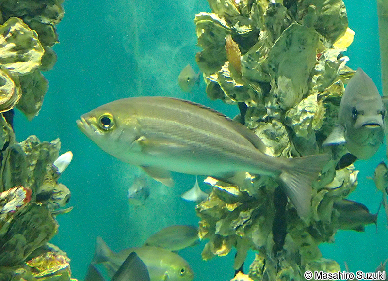 イサキ Parapristipoma trilineatum