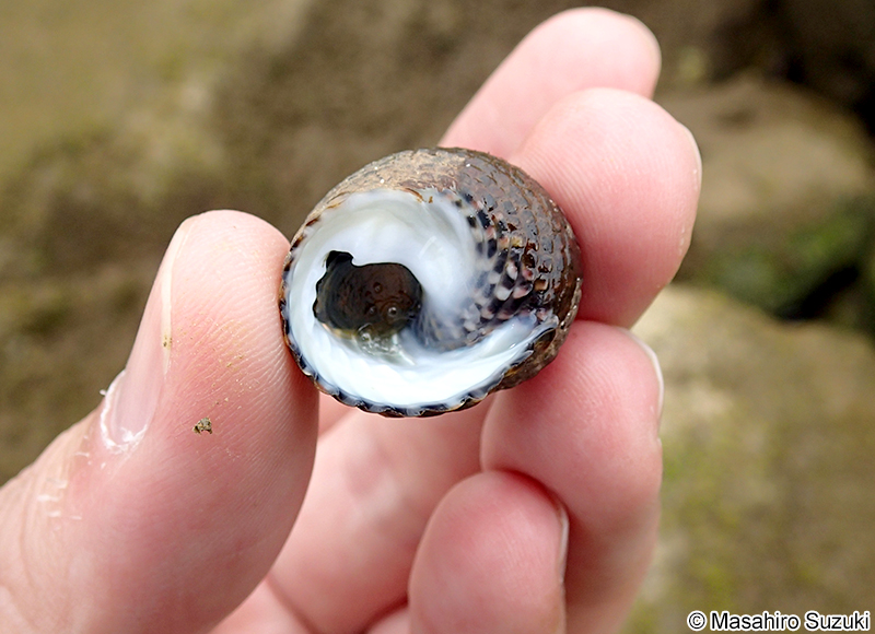 イシダタミ Monodonta confusa