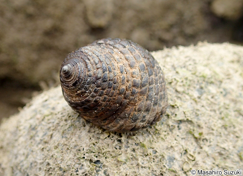 イシダタミ Monodonta confusa