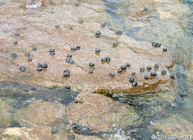 イシダタミ Monodonta confusa