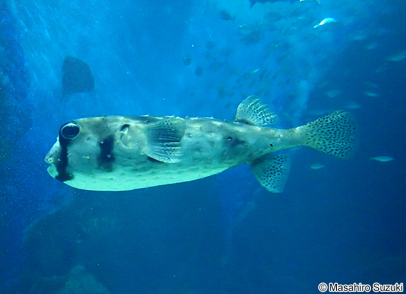 イシガキフグ Chilomycterus reticulatus