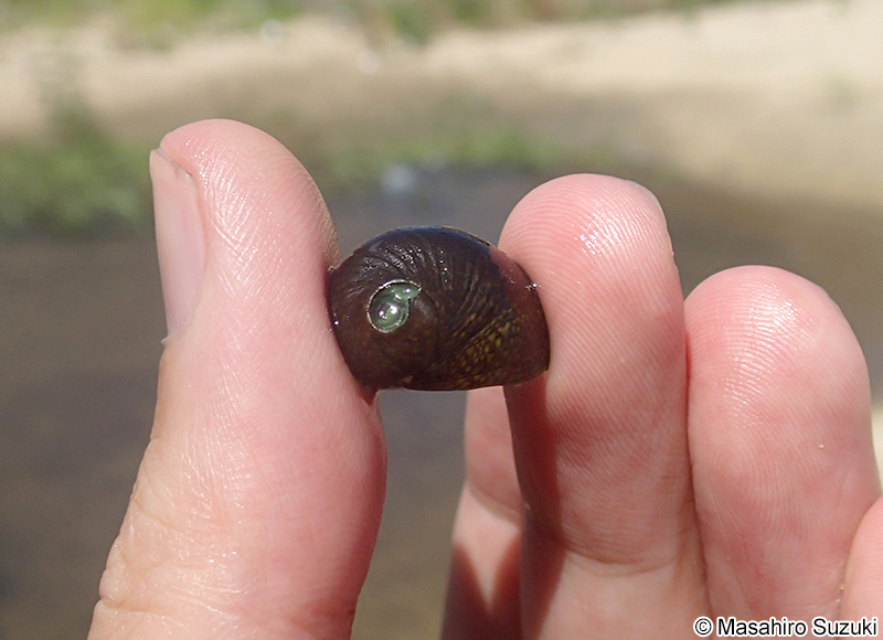 イシマキガイ Clithon retropictum