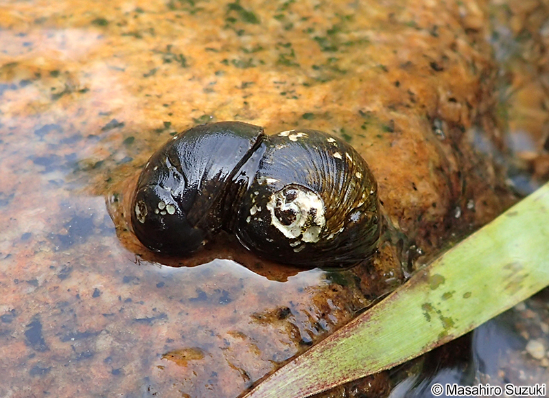 イシマキガイ Clithon retropictum