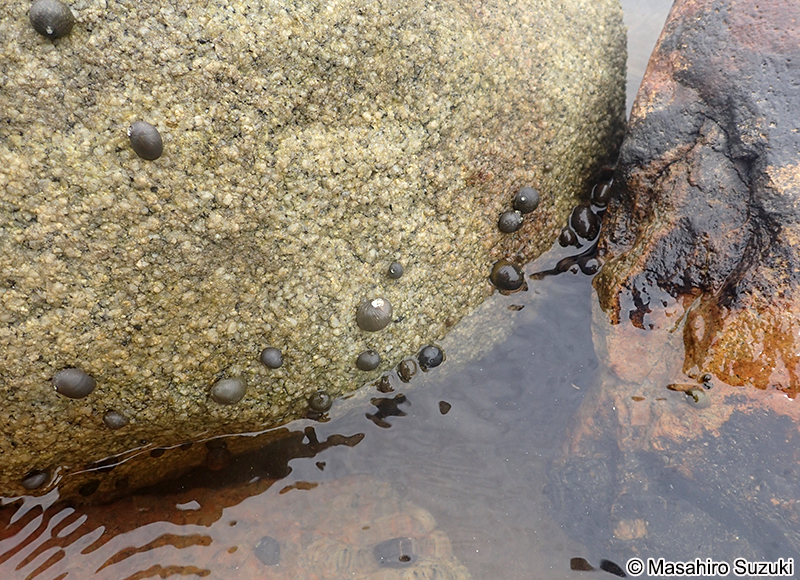 イシマキガイ Clithon retropictum