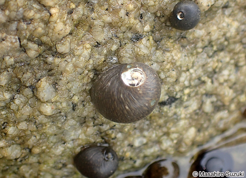 イシマキガイ Clithon retropictum