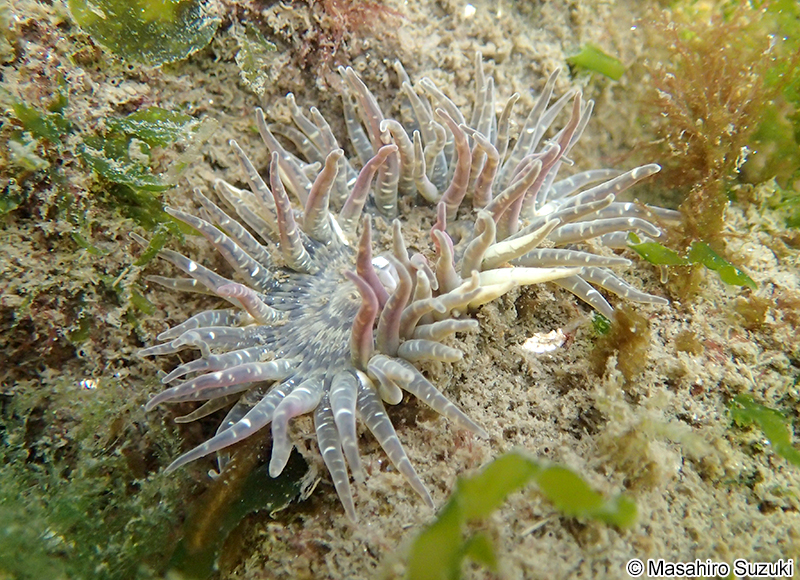 イシワケイソギンチャク Anthopleura sp.