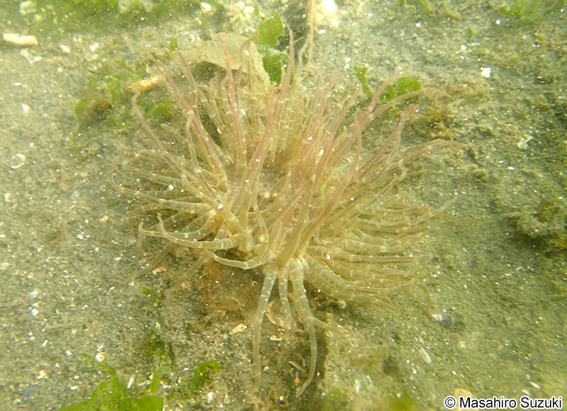 イシワケイソギンチャク Anthopleura sp.