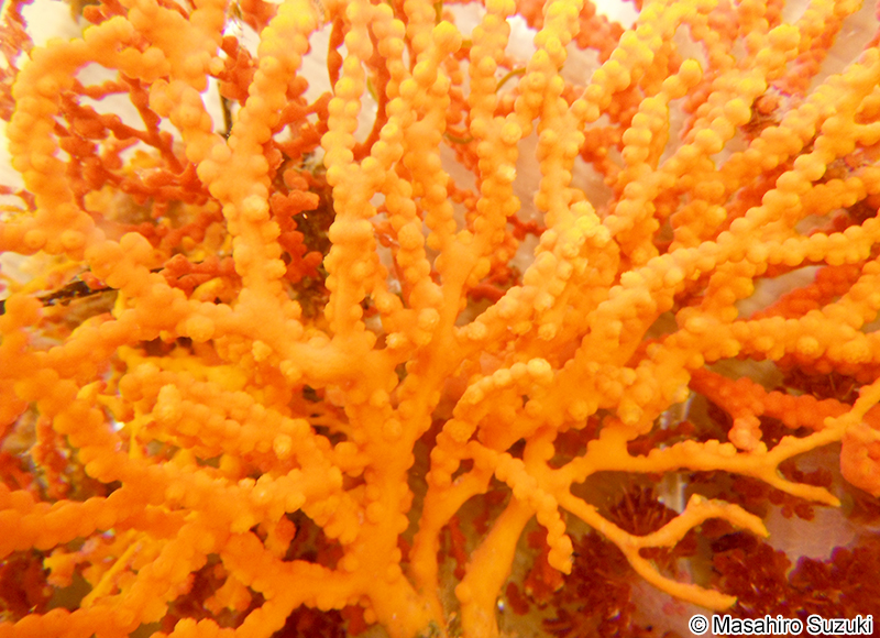 イソバナ Melithaea japonica