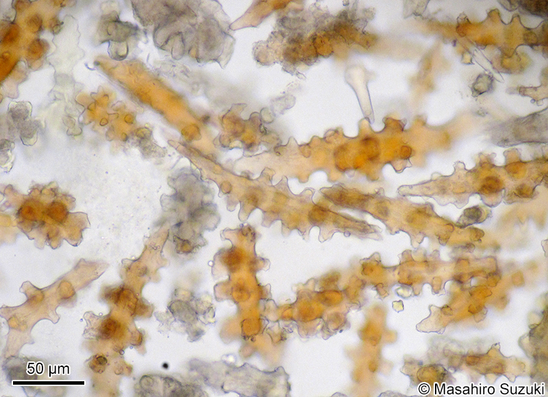 イソバナの骨片
