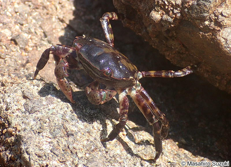 イソガニ Hemigrapsus sanguineus