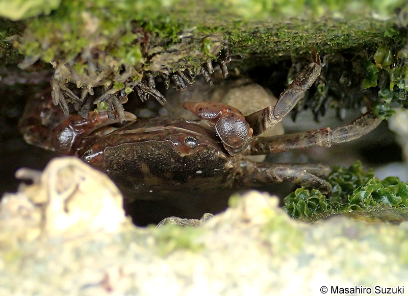 イソガニ Hemigrapsus sanguineus