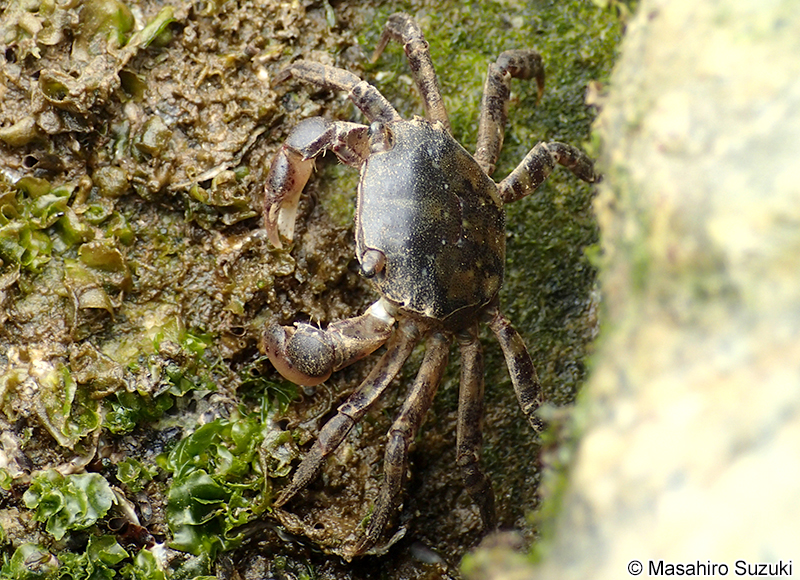 イソガニ Hemigrapsus sanguineus