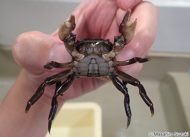 イソガニ Hemigrapsus sanguineus