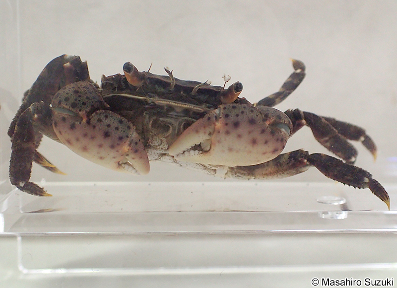 イソガニ Hemigrapsus sanguineus