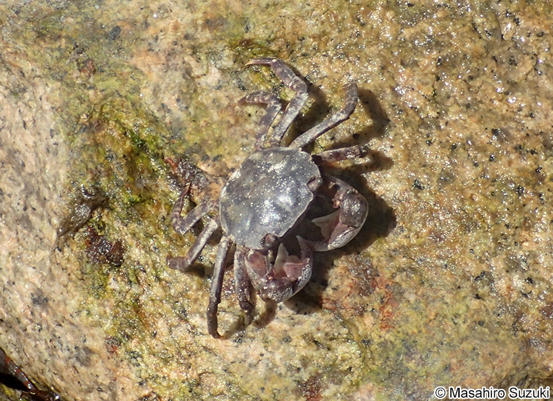 イソガニ Hemigrapsus sanguineus